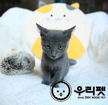 은은한 블루컬러가 매력적인 러시안블루 고양이분양 합니다^^ [ 암사동고양이분양 ]